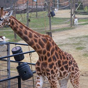 Kordofan Giraffe (Giraffa antiquorum)
