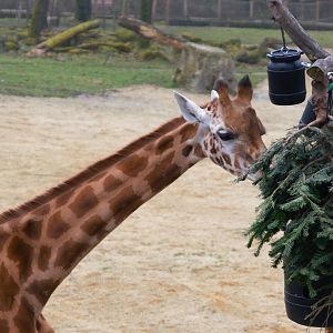 Kordofan Giraffe (Giraffa antiquorum)