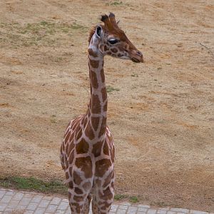 Kordofan Giraffe (Giraffa antiquorum)