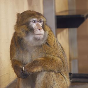 Barbary Macaque (Macaca sylvanus)