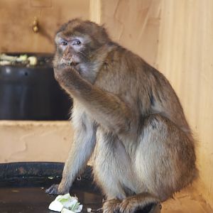 Barbary Macaque (Macaca sylvanus)