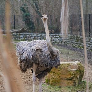 North-african Ostrich
