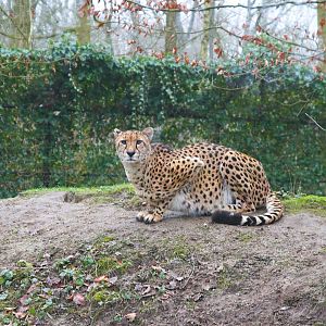 Sudan Cheetah (Acinonyx jubatus soemmeringii)