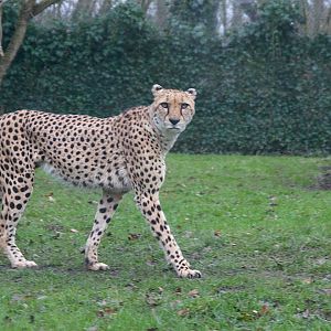 Sudan Cheetah (Acinonyx jubatus soemmeringii)