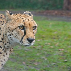 Sudan Cheetah (Acinonyx jubatus soemmeringii)