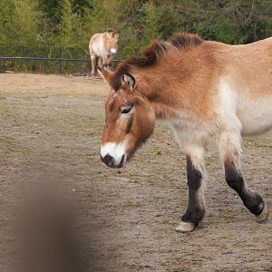 Przewalski's Horse (Equus przewalskii)