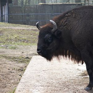 Wisent (Bison bonasus)
