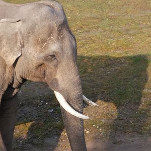 Asian Elephant (Elephas maximus)