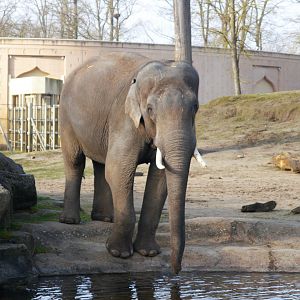 Asian Elephant (Elephas maximus)