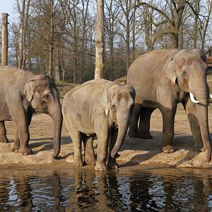 Asian Elephant (Elephas maximus)