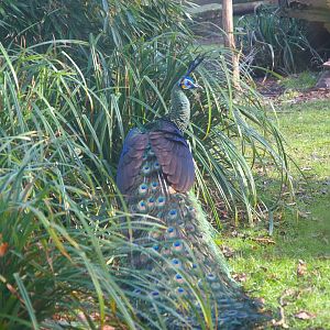 Green Peafowl (Pavo muticus)