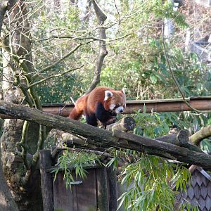 Red Panda (Ailurus fulgens)