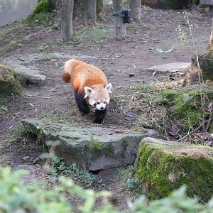 Red Panda (Ailurus fulgens)