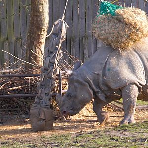 Indian Rhinoceros (Rhinoceros unicornis)
