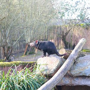 Tasmanian Devil (Sarcophilus harrisii)