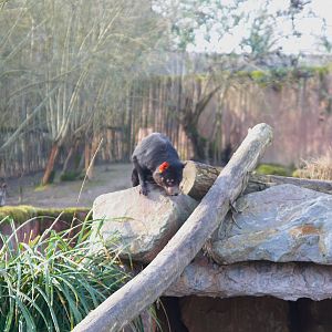 Tasmanian Devil (Sarcophilus harrisii)