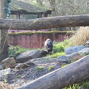 Tasmanian Devil (Sarcophilus harrisii)