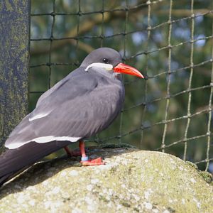 Inca Tern (Larosterna Inca)