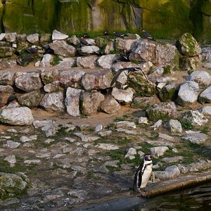 Humboldt Penguin (Spheniscus humboldti) and Inca Tern (Larosterna Inca)