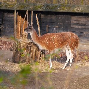 Guanaco (Lama guanicoe)