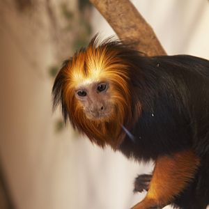 Golden-headed Lion Tamarin (Leontopithecus chrysomelas)