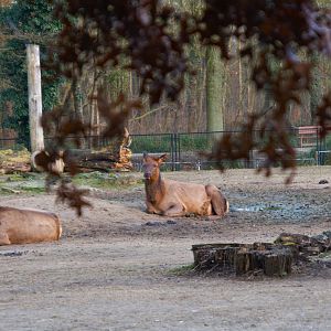 Rocky Mountain Wapiti (Cervus canadensis nelsoni)