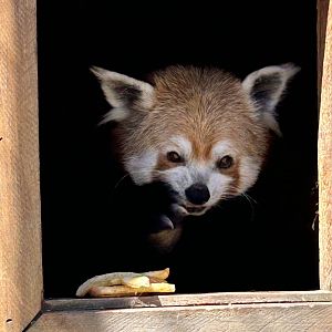 Himalayan red panda (Ailurus fulgens)