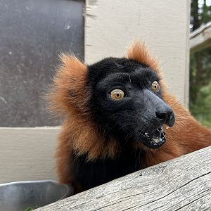 Red ruffed lemur (Varecia rubra)
