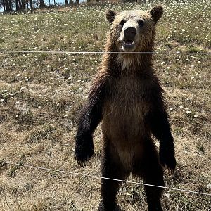 Brown bear (Ursus arctos)