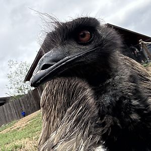 Emu (Dromaius novaehollandiae)