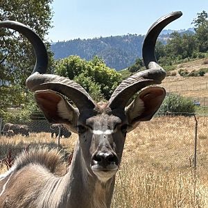 Greater kudu (Tragelaphus strepsiceros)