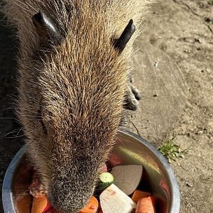 Capybara (Hydrochoerus hydrochaeris)