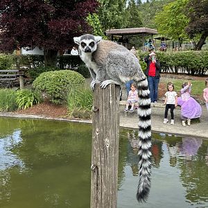Ring-tailed lemur (Lemur catta)