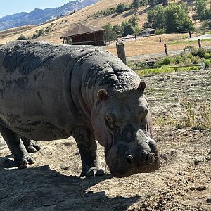Hippopotamus (Hippopotamus amphibius)
