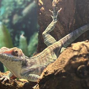 Smallwood's anole (Anolis smallwoodi)