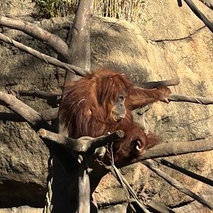 Sumatran orangutan (Pongo abelii)