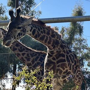 Masai giraffe (Giraffa tippelskirchi)