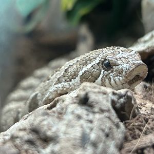 Western hognose snake (Heterodon nasicus) – Arcata Pet Supply, California