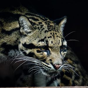 The deceased clouded leopard "Gangan"