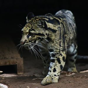 The deceased clouded leopard "Gangan"