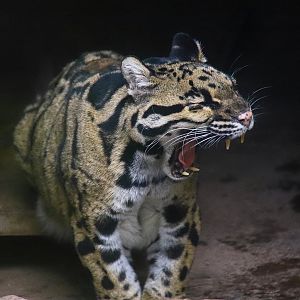 The deceased clouded leopard "Qiuqiu"