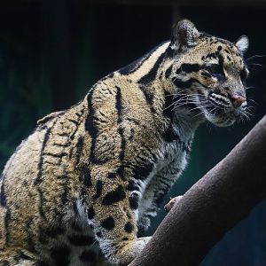 The deceased clouded leopard "Qiuqiu"