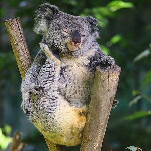 Koala mother 'Mo Li' dies of lymphocytic leukemia