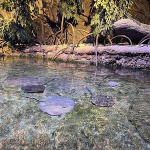 shallow tank (view from top)