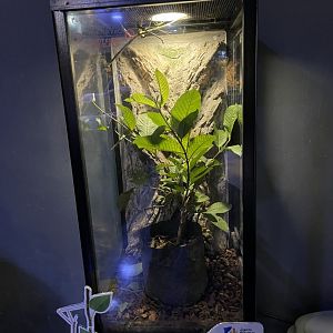 stick insect exhibit