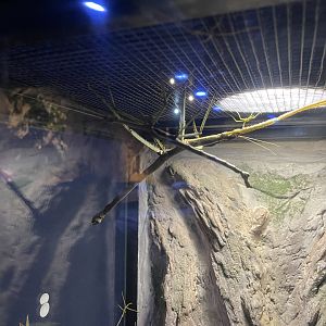 sumatran stick insect (pharnacia sumatrana)