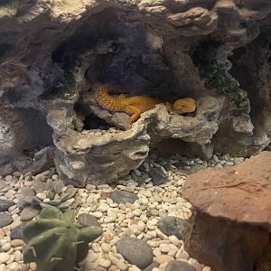 leopard gecko (eublepharis macularius)