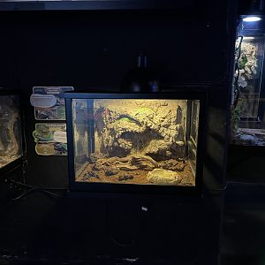 emerald tree skink exhibit