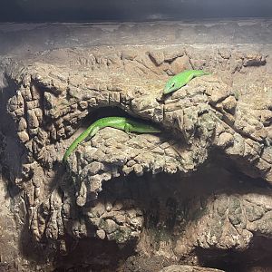 emerald tree skinks (lamprolepis smaragdina)