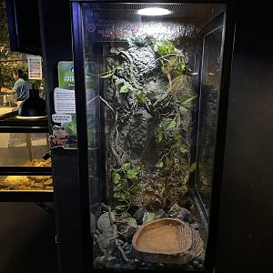 dumpy tree frog exhibit